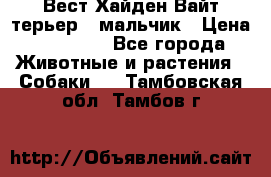 Вест Хайден Вайт терьер - мальчик › Цена ­ 35 000 - Все города Животные и растения » Собаки   . Тамбовская обл.,Тамбов г.